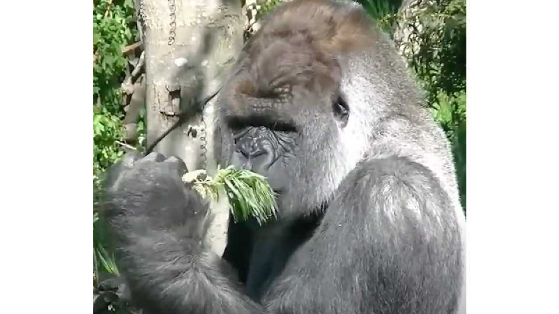 Honger gorilla Bokito nog niet gestild. (video)