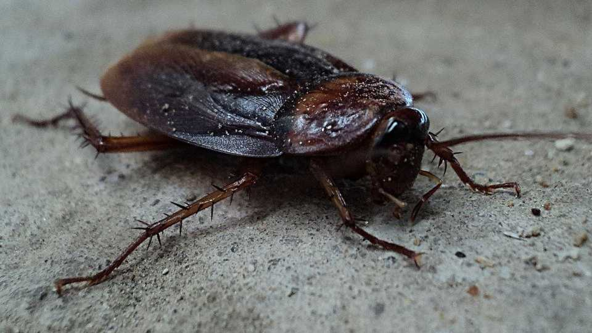 Witte Huis geteisterd door kakkerlakken.