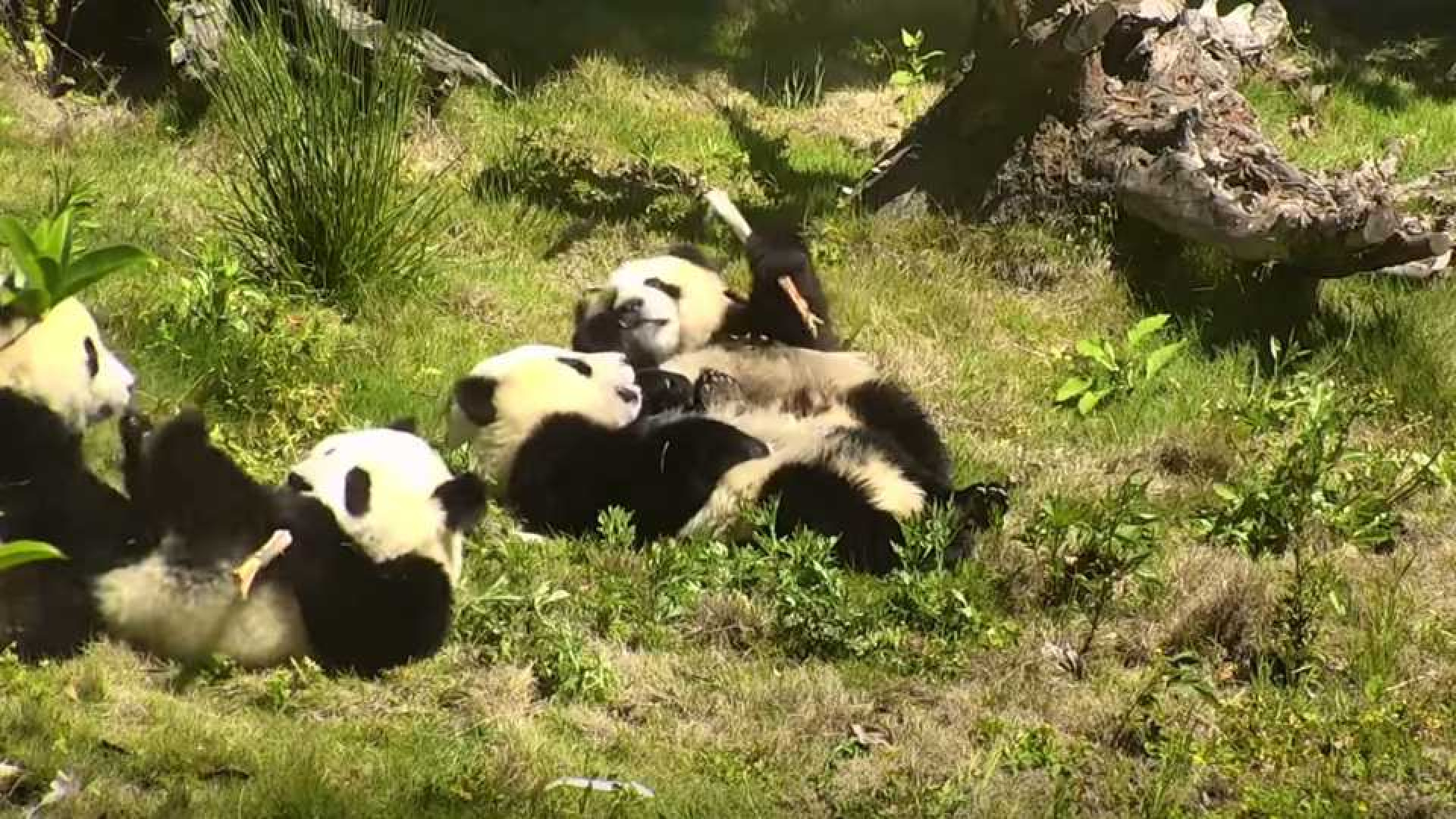 Geniet mee met de livebeelden van deze babypanda's. 1