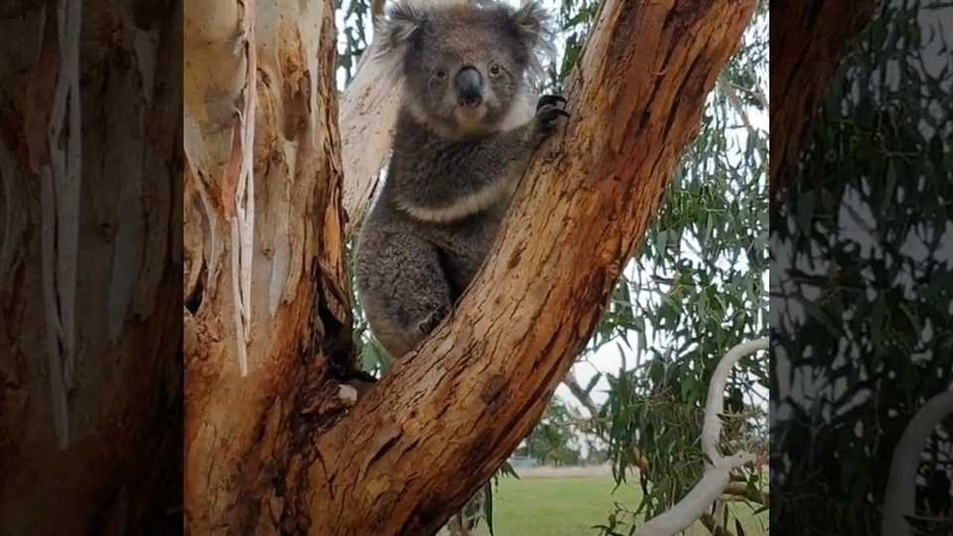 Vetederende beelden van koala Nancy.