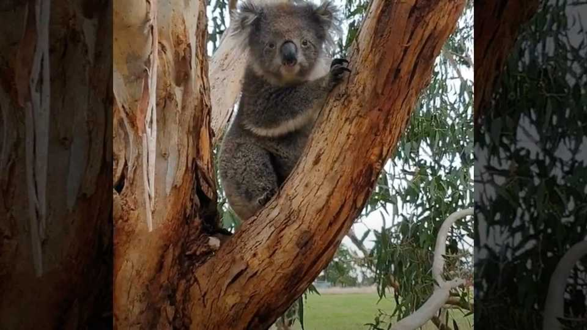 Vetederende beelden van koala Nancy. 1