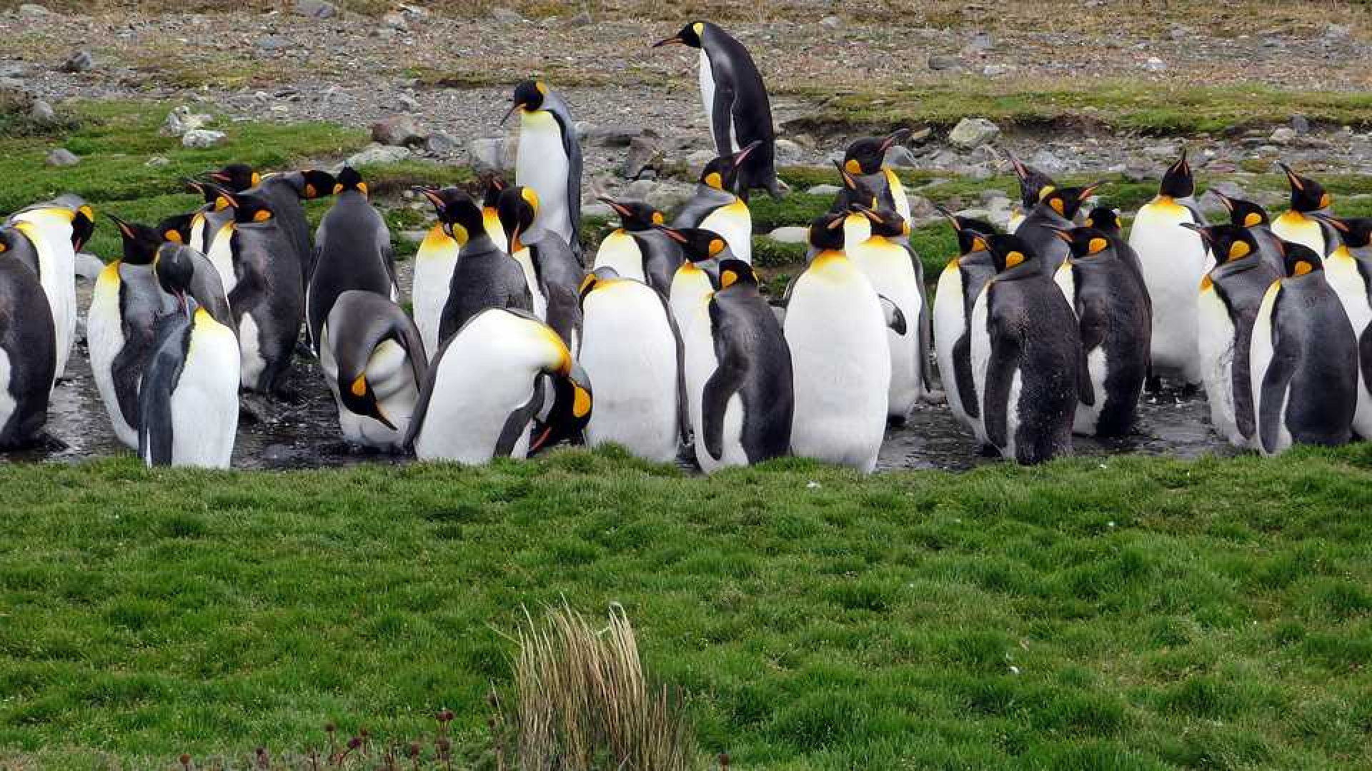 Had je dit ooit achter puinguins gezocht 1