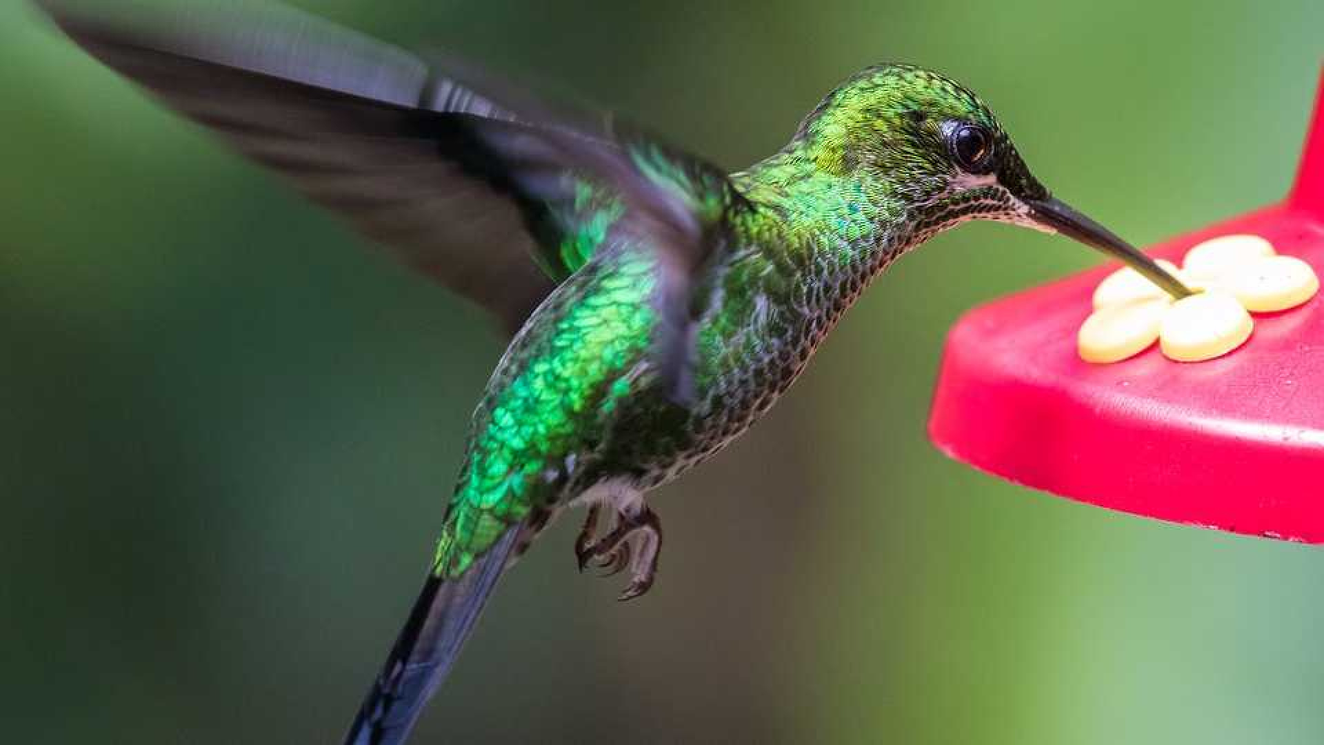 De kolibrie heeft een kleurrijker leven dan Gordon!