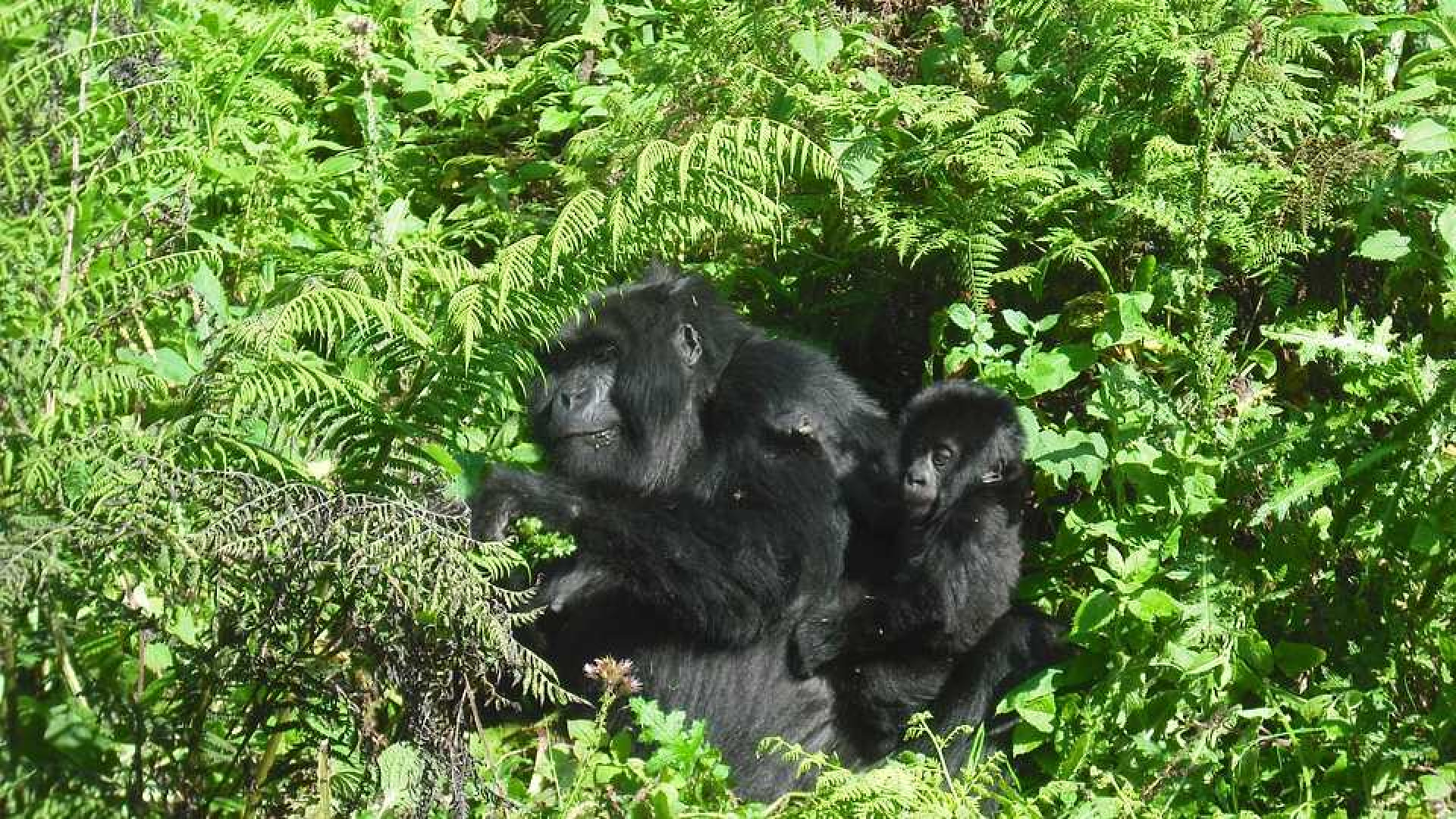 Kijk live dag en nacht naar deze gorilla's in Afrika. 1