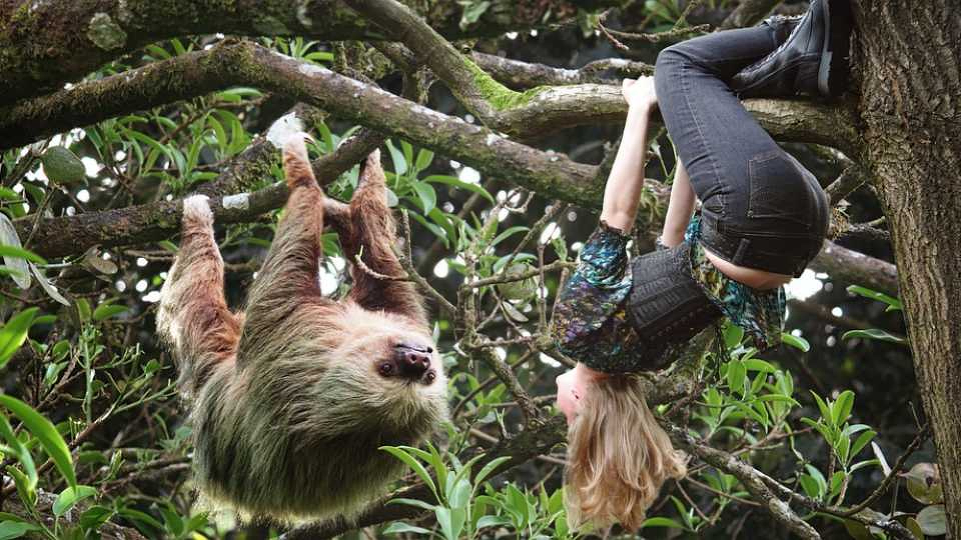 De luiaard is de nieuwe rockster van het dierenrijk.Zie video! 1