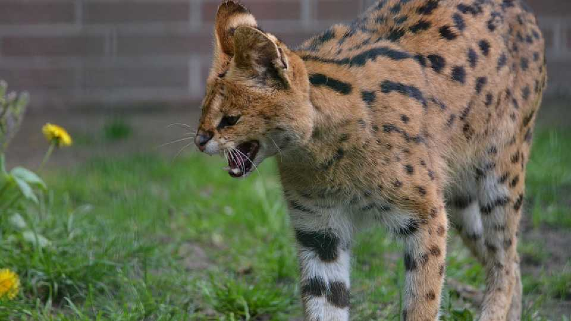 Is deze kat wel geschikt als huisdier? 1