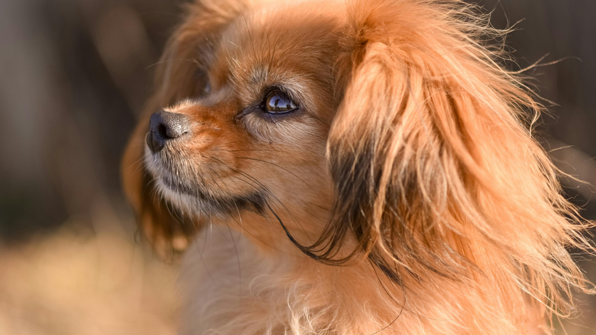 De honden en katten van bekend Nederland 1