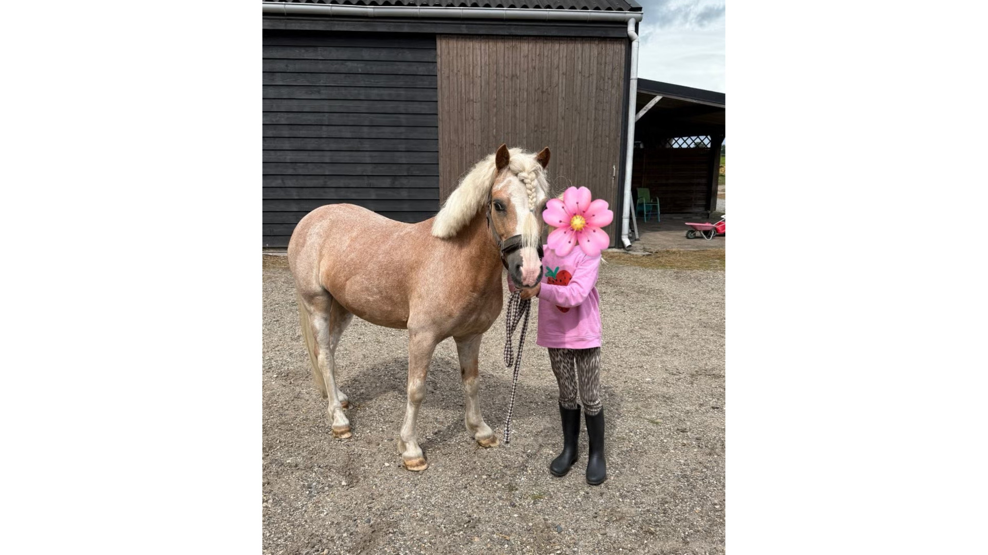 Maxime Meiland verkoopt pony van dochter Claire na valpartij! Zie foto's 2