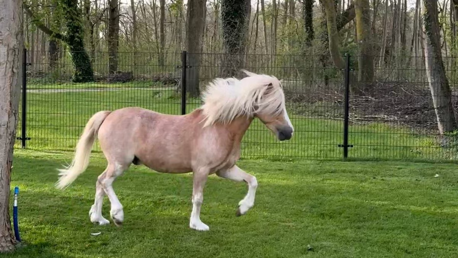 Maxime Meiland verkoopt pony van dochter Claire na valpartij! Zie foto's 4