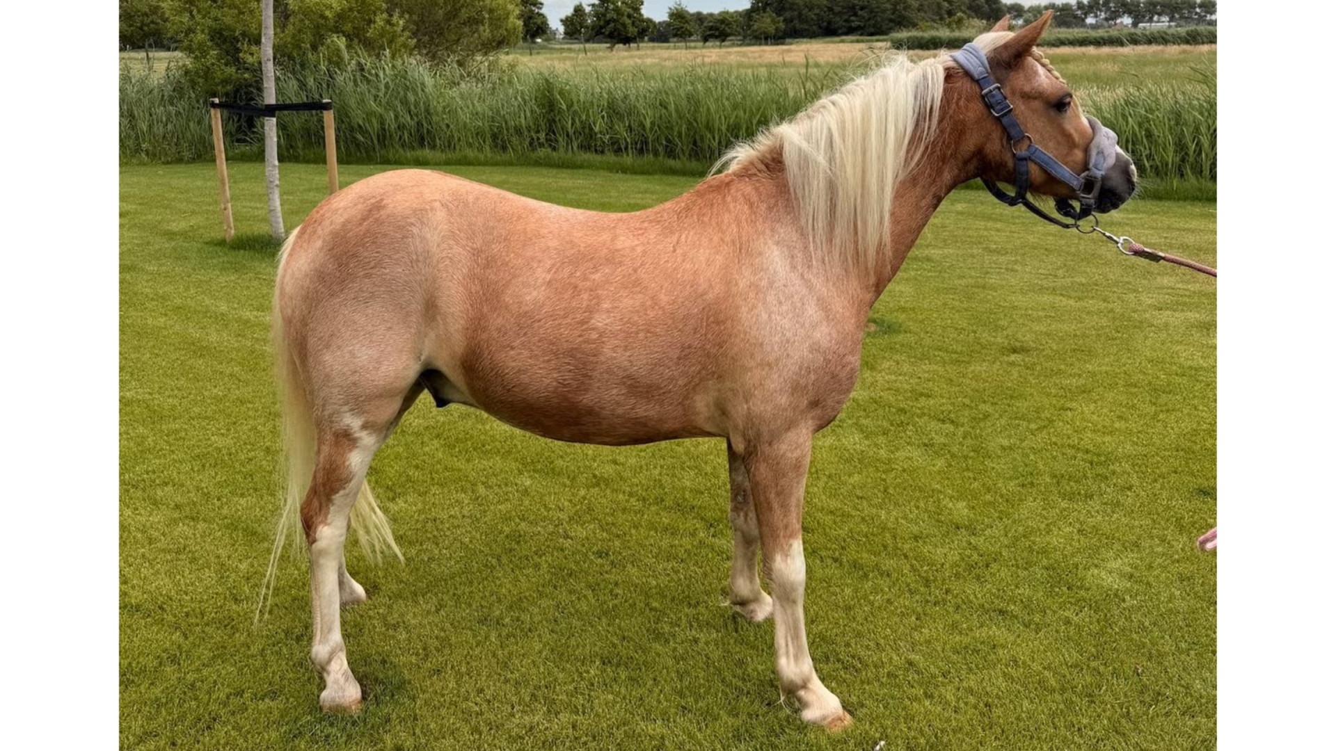 Maxime Meiland verkoopt pony van dochter Claire na valpartij! Zie foto's 6