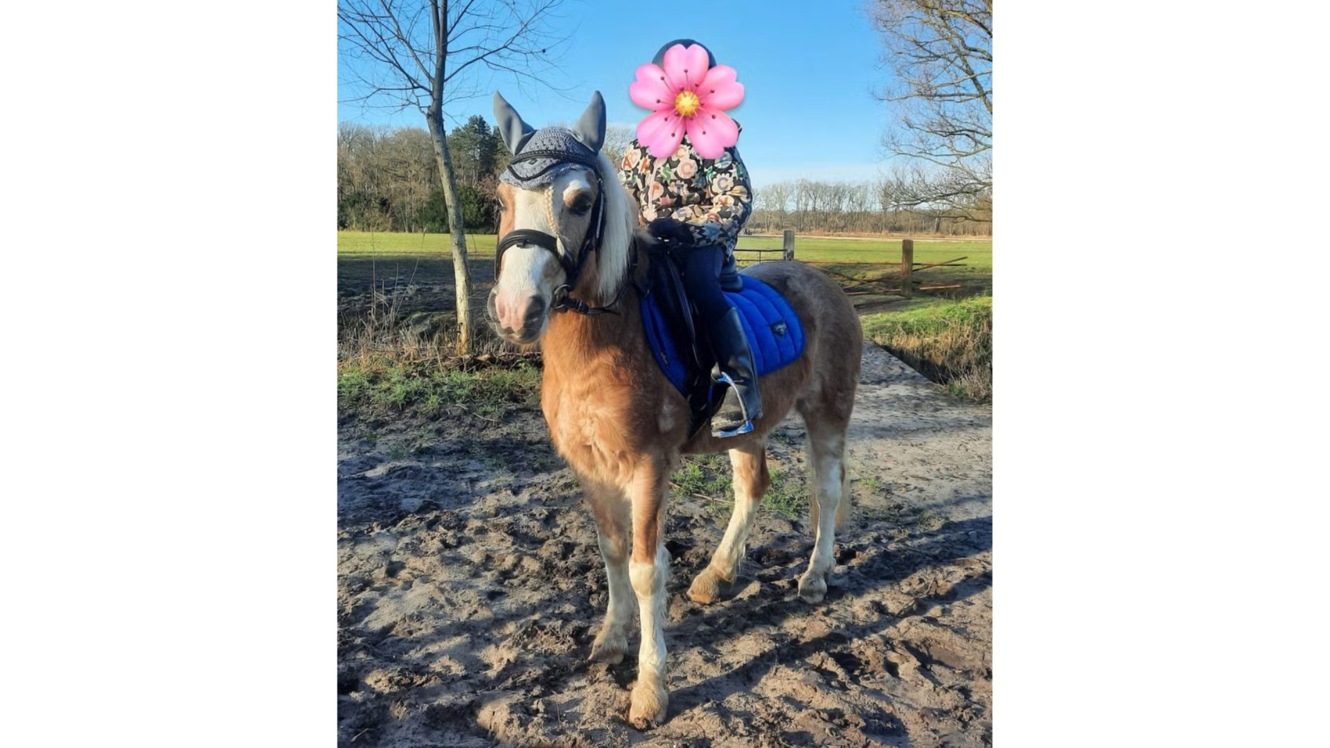 Maxime Meiland verkoopt pony van dochter Claire na valpartij! Zie foto's 7