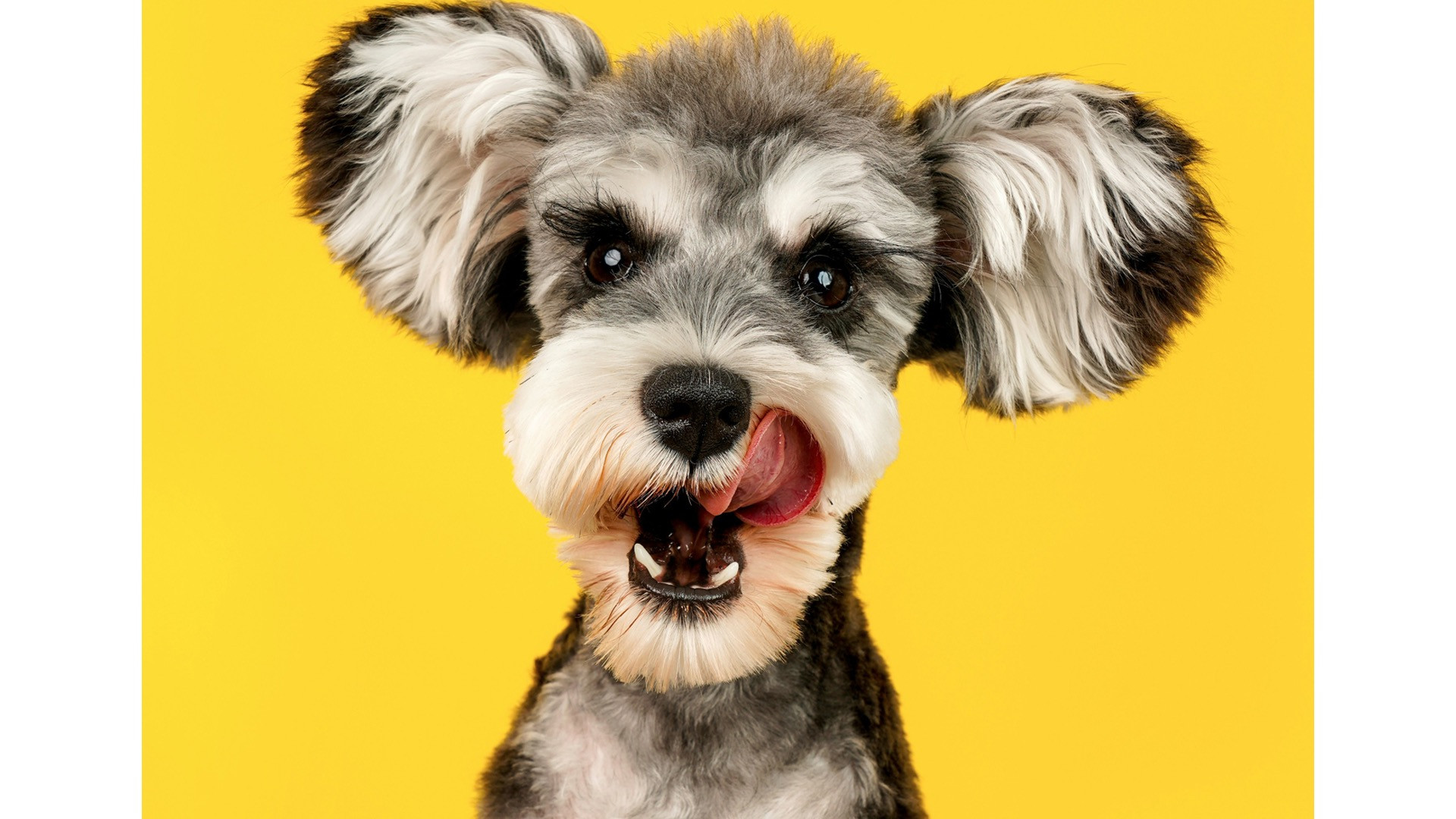 De populairste honden van Nederland