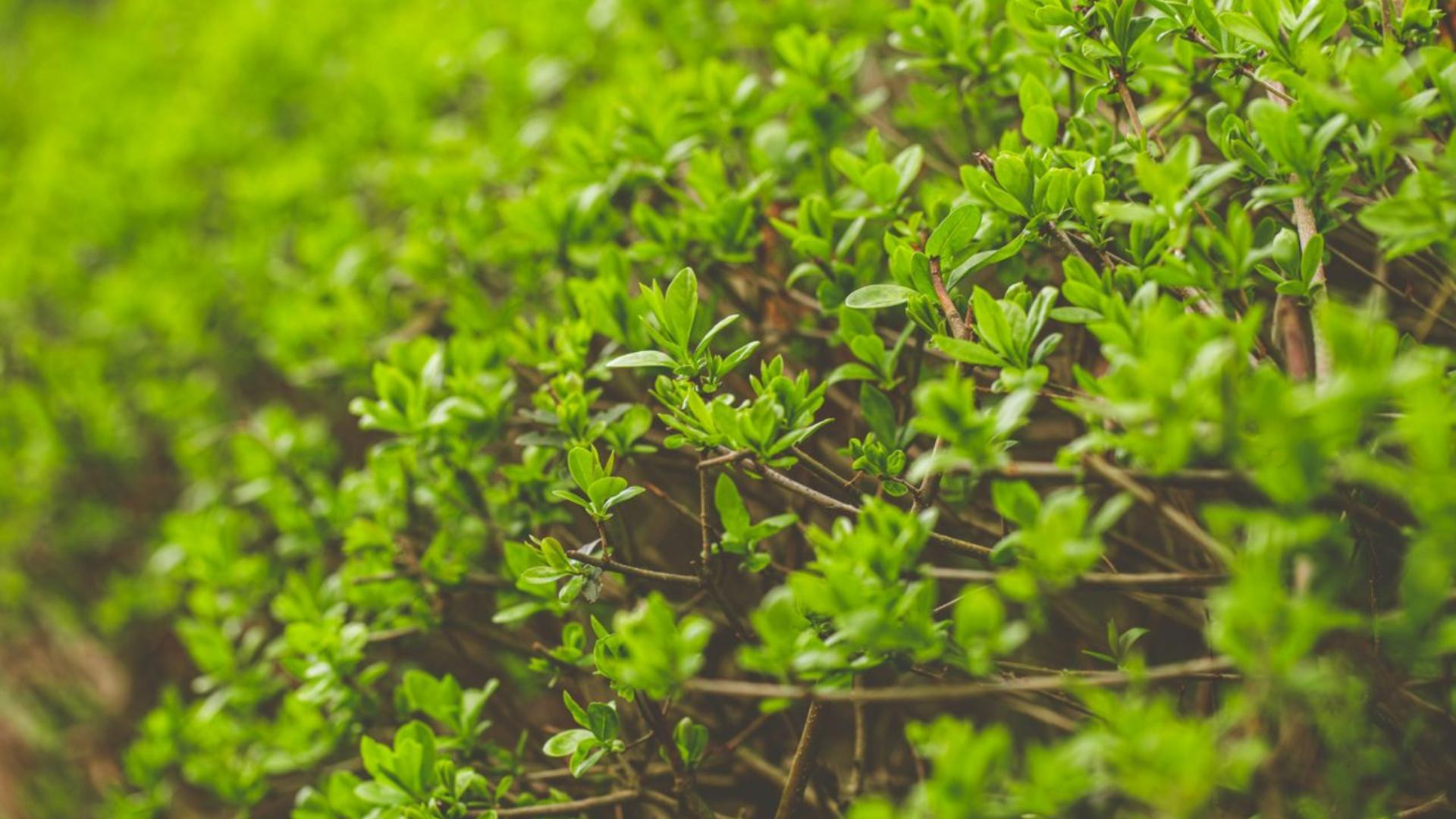 Welke haagplant is de beste keuze voor het Nederlandse klimaat